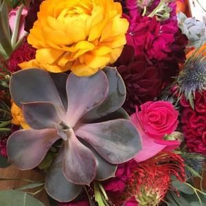 Meet your Posher, Lucero